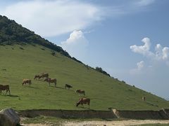-大姆山草场