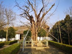 -上海佘山国家森林公园天马山园