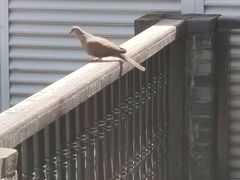 -星巴克臻选(成都宽窄巷子店)