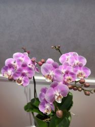-YESIDO椰岛美容