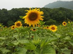 -八卦田遗址公园