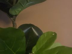 -端艾堂·SPA·艾灸(棕榈泉013店)