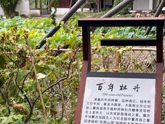 -上海醉白池公园