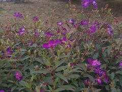 -铁山坪森林公园