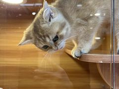 -猫十亿·布偶金渐层·曼基康矮脚猫舍(青年路店)