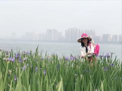 -江心岛