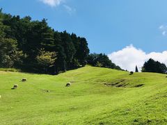 -神户市立六甲山牧场