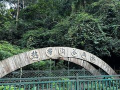 -西双版纳原始森林公园