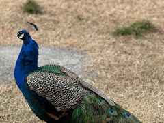 -苏州太湖西山岛开心农场