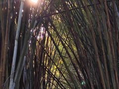 -田心森林公园