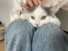 -灵美宠物诊所