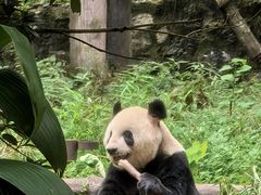 -都江堰中华大熊猫苑