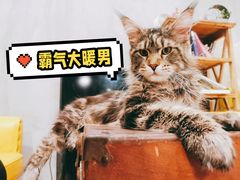 -十年猫舍·猫咪专门店(普陀店)
