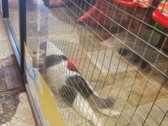 -猫咪博物馆(顶澳仔猫街店)