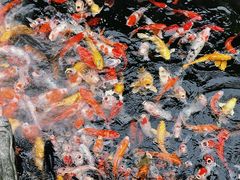 -西林禅寺