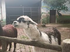 -昆明动物园