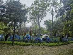 -上海吴淞炮台湾国家湿地公园