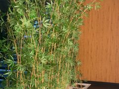 -新紫霞养生·影院足道·SPA(金山区店)