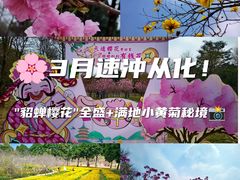 -天适樱花悠乐园