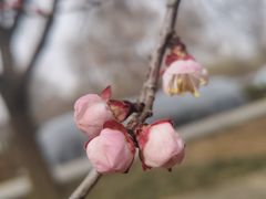 -洛阳市隋唐城遗址植物园