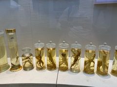 -广东中医药博物馆