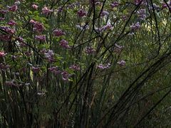 -花溪公园