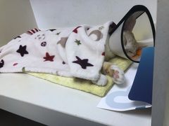 -关爱宠物医院·猫科中心·消化科(滨湖万达分院)