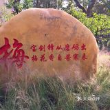 梅兰竹菊诗情画意——清风园（菊花盛开中）