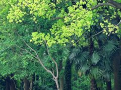 -上海共青森林公园