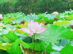 -西湖国宾馆·紫薇厅