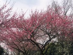 -杭州半山国家森林公园