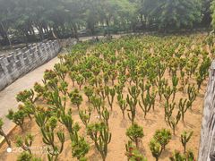 -松山湖梦幻百花洲