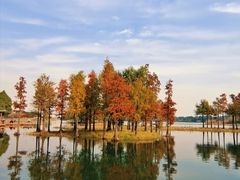 -贡湖湾湿地公园