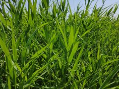 -西青郊野公园