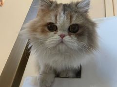 -猫大福·Fortune Cat猫舍(百子湾店)