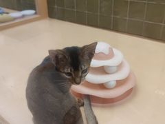 -帕帕拉兹宠物(亚洲旗舰店)