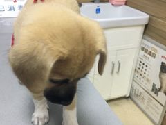 -爱侣宠医·鹦鹉专科·小型哺乳类·异宠专科(灵石路店)