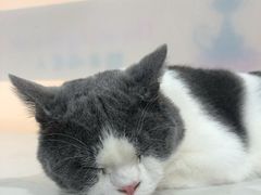 -糯米喵星人·撸猫猫舍咖啡馆(西市场嘉华店)