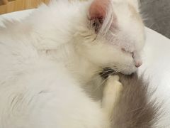 -楼上猫咖(罗湖店)
