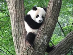 -中国大熊猫保护研究中心雅安碧峰峡基地