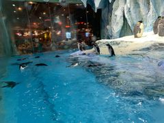 企鹅餐厅-帝企鹅自助餐厅•儿童岛•真企鹅(长隆企鹅酒店)