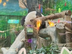 -灵玲国际马戏城