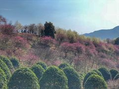 -新建村梅花