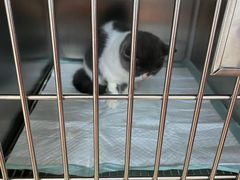 -伟伟宠物医院·瑞派猫友好医院·猫科(光谷店)