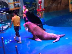 -烟台海昌鲸鲨海洋公园