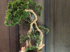 -聆桂烤鸭·金奖烤鸭(静联广场店)