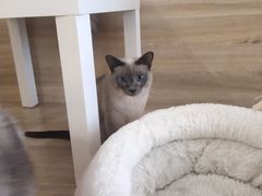-滚猫咖啡·猫咖·猫友好撸猫(未来城店)