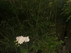 -王府茶楼茶宴·创意菜(朝阳公园店)