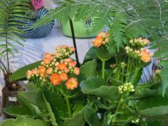 -花里花店(唐镇阳光天地店)