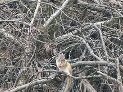 -五营红松林海景区